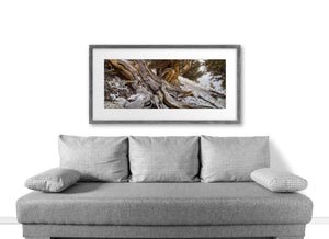 Long curves of weathered bristlecone wood above snow and scattered stones.