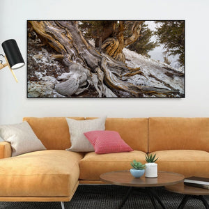 Warm golden wood against pale snow in a White Mountains bristlecone pine photograph.