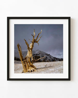 Ancient bristlecone pine with twisted golden wood on a snowy slope beneath a grey sky.
