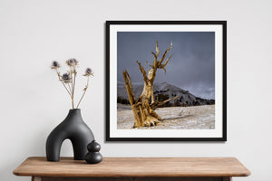 Twisting bristlecone trunk against a slate grey sky above patches of snow.