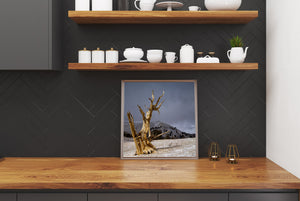 Sculptural bare branches of a bristlecone pine above a lightly snow-covered slope.