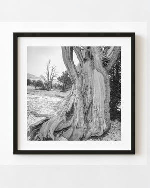 Ancient California tree trunk with pale twisting grain photographed in black and white.