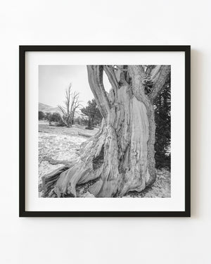 Ancient California tree trunk with pale twisting grain photographed in black and white.