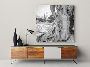 California tree trunk with smooth grain bordered by rough bark and dark splits.