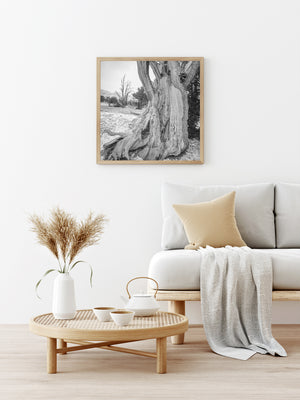 Ancient tree textures against a quiet snowy hillside, photographed in monochrome.