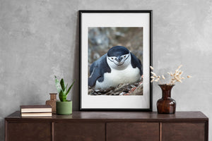 Front-facing chinstrap penguin with blue-grey shoulders and white chest.