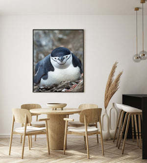 Fine feather texture on a chinstrap penguin crown above its dark facial stripe.