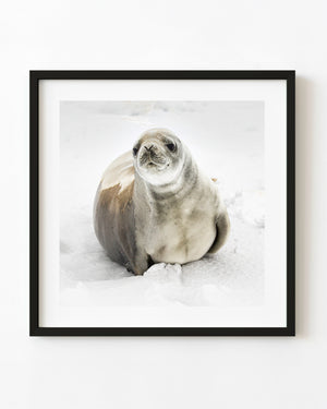An Antarctic seal resting on snow with its head raised toward the camera.