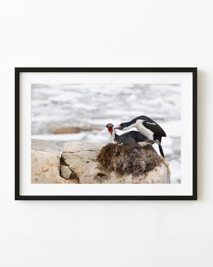 A pair of Antarctic shags beside a brown nest on pale coastal rock.