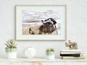 Two Antarctic seabirds in contrasting postures over tangled nest material.