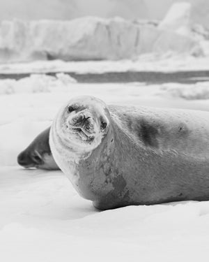Antarctic seal lying on snow covered ice sheet