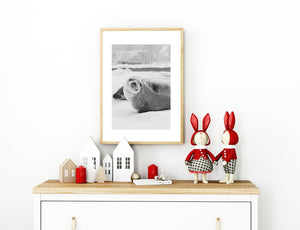 Black and white wildlife photograph of seal in Antarctica