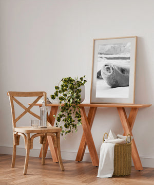 Antarctica wildlife seal resting on frozen landscape