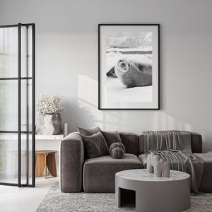 Polar seal resting calmly on ice sheet Antarctica