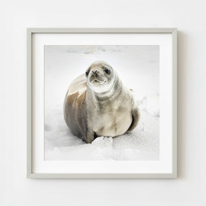 Antarctic seal resting on snow looking directly at camera