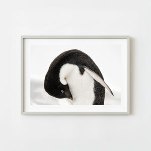gentoo penguin grooming close up