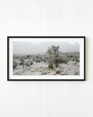 Light snow covers trees and open ground in a quiet Arizona winter woodland.