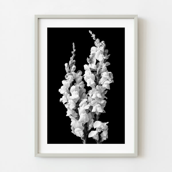 Black and white photograph of snapdragon flowers