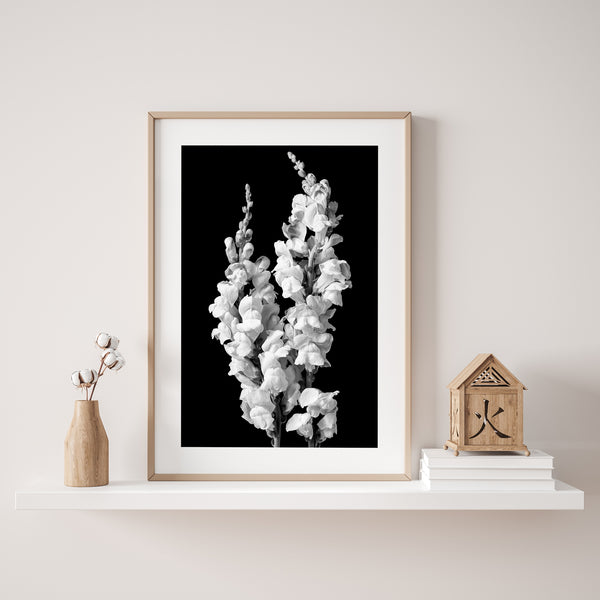 Artistic black and white snapdragon flower photography