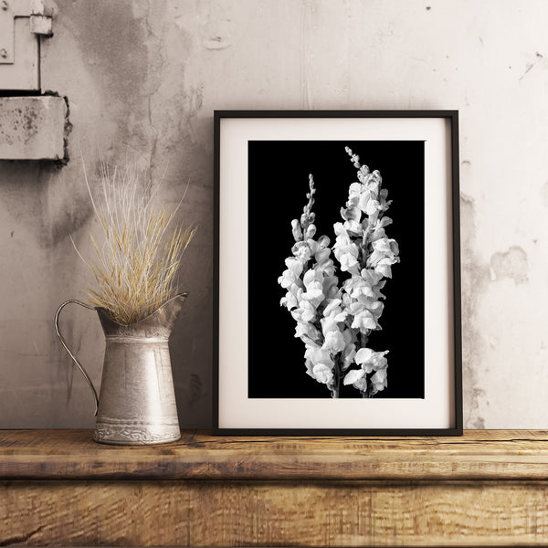 Monochrome snapdragon flower blooms – black and white art