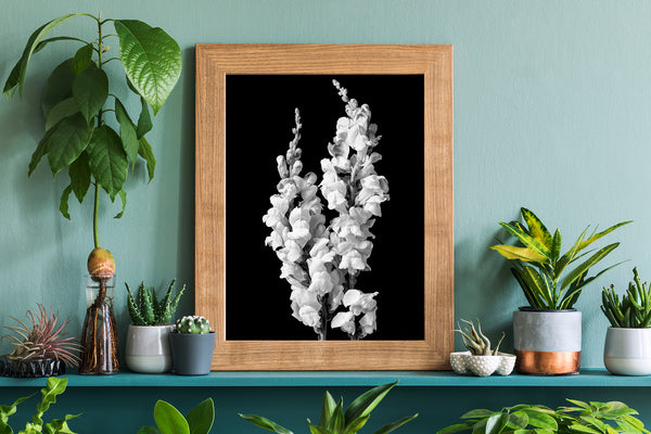 Detailed black and white photo of snapdragons