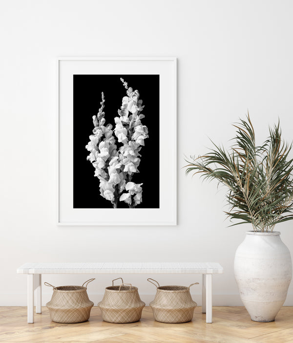 Black and white floral photography – snapdragon flowers