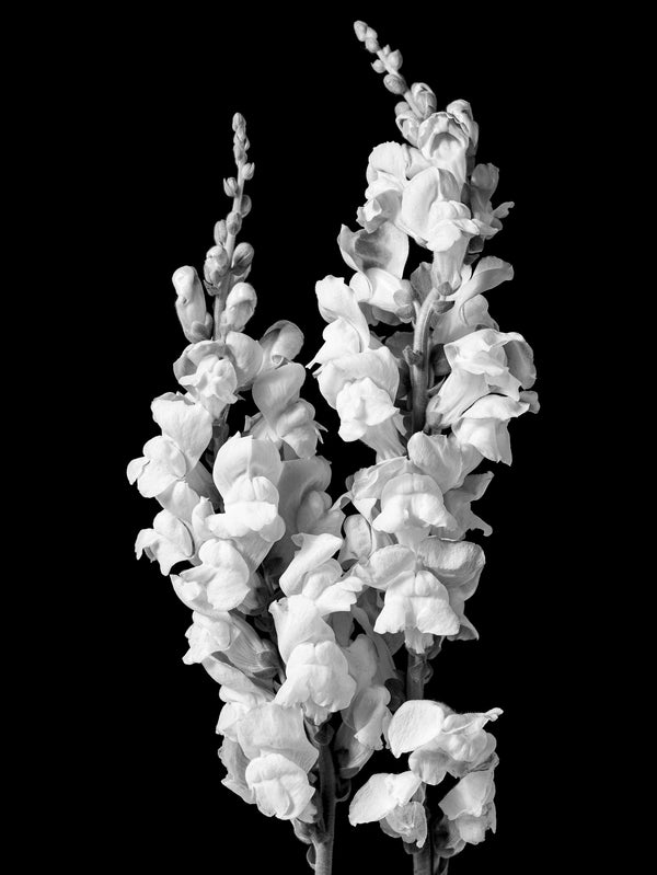 Elegant snapdragon flowers – black and white wall art