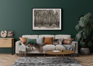 Light bark and shadowed ground define a quiet, layered Australian woodland scene.