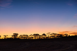 Warm evening light fades through pink and violet above dark trees in the Australian outback.