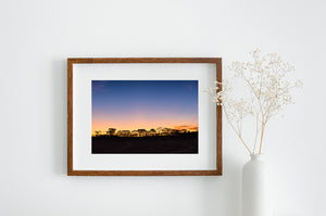Fine gaps between tree branches reveal warm sunset colours over the Australian outback.
