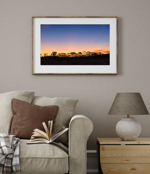 An open evening sky rises above dark ground and a line of outback tree silhouettes.