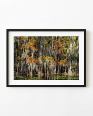 Autumn cypress trees draped in pale Spanish moss stand above still water and green floating vegetation.
