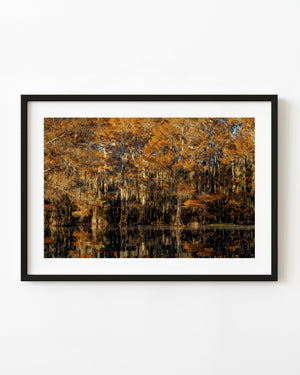 Autumn cypress trees and hanging moss reflect gold and copper tones in dark swamp water.