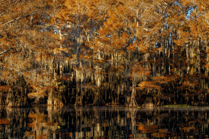 Dense cypress woodland carries golden-brown foliage above broken reflections on still water.