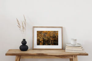 Colour wetland photograph of hanging moss, overlapping branches and gold-brown leaves.