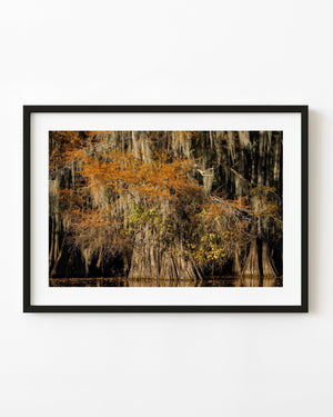 A broad autumn cypress tree carries copper leaves and pale Spanish moss above dark reflected water.