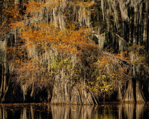 Warm foliage and hanging moss surround a deeply ridged cypress trunk in a shaded swamp.