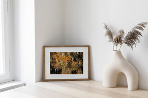 Colour woodland photograph of a wide cypress base beneath orange leaves and Spanish moss.