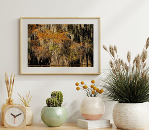 Pale moss catches light among copper foliage against a dark flooded forest background.