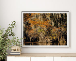 Yellow-green leaves mix with copper foliage around an old moss-draped cypress tree.