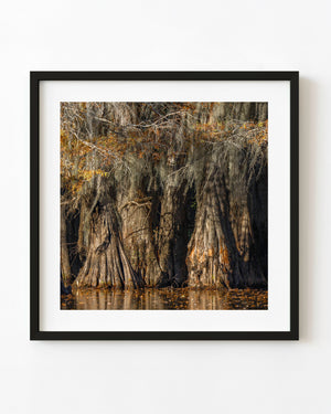 Warm sunset light illuminates flared cypress trunks and hanging moss above still water.