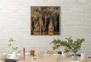 Colour nature photograph of deeply folded cypress trunks above warm water reflections.