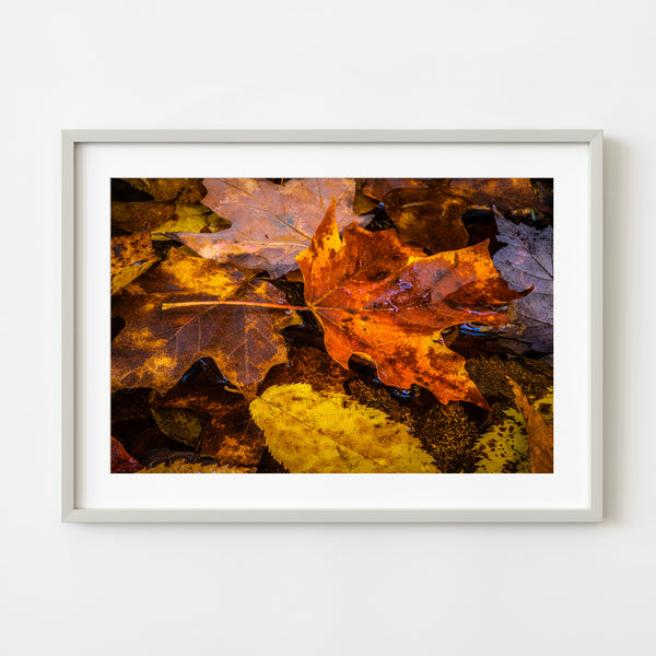 Orange maple leaf on fall foliage