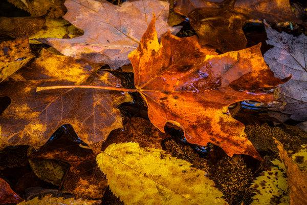 Fall leaves close-up in Algonquin Park