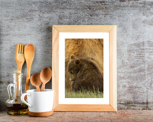 grassy habitat with young brown bear in foreground