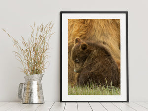 fine art bear photography showing stillness and safety