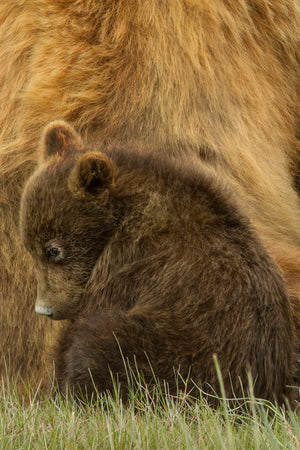 brown bear cub with soft fur in a quiet pose