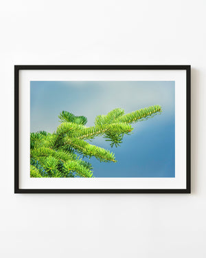 Bright green balsam fir needles extend diagonally across a soft blue background.