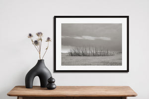 Low grass and a level horizon surround a small group of dead trees in the open prairie.
