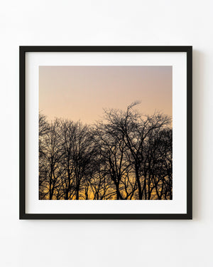 Bare tree silhouettes rise against a softly glowing peach and yellow sunset sky.